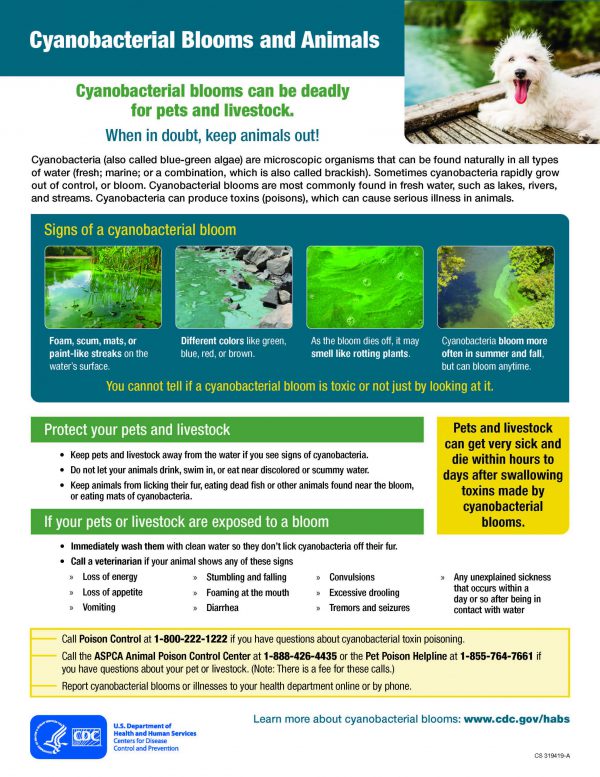 Image of poster to raise awareness about harmful algal blooms