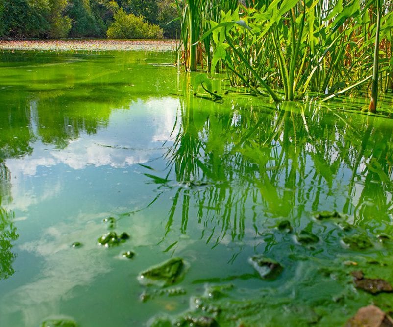 Image of harmful cyanobacterial blooms in fresh water