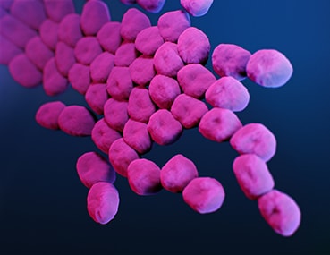 Acinetobacter can cause infections in patients in hospitals.