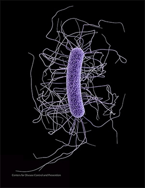 Is there an incubation period for C. difficile?