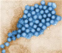 Norovirussen afbeelding