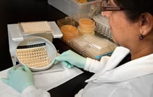 Un tecnico de laboratorio observando microdilucion en caldo de agentes antimicoticos multiples.