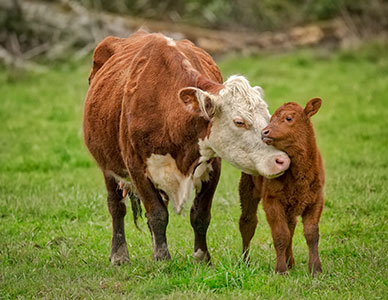 Una vaca hace arrumacos a su ternero