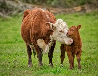 Cow snuggling her calf