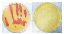 one dish with a hand print of bacteria and another clean dish with no bacteria