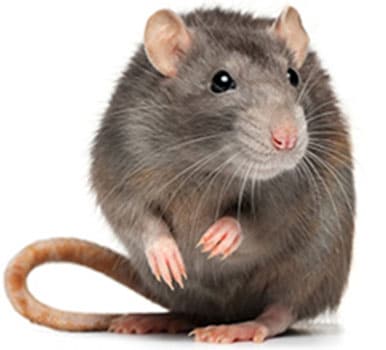 image of norwary rat
