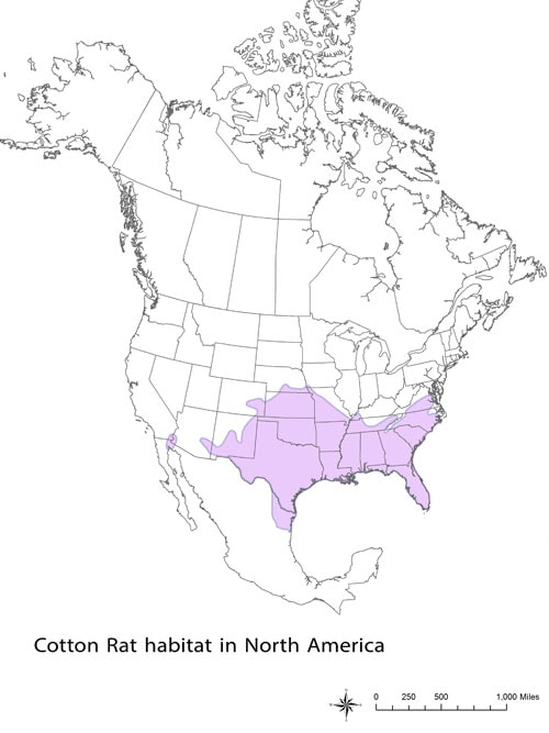 Cotton Rat Habitat in North America