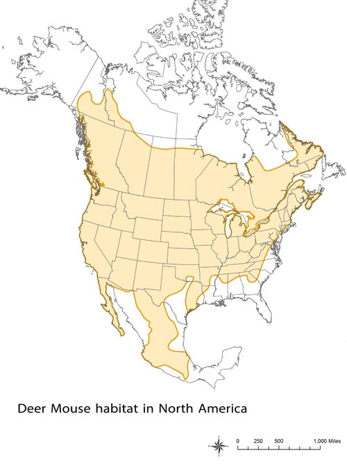 Deer Mouse Habitat in North America
