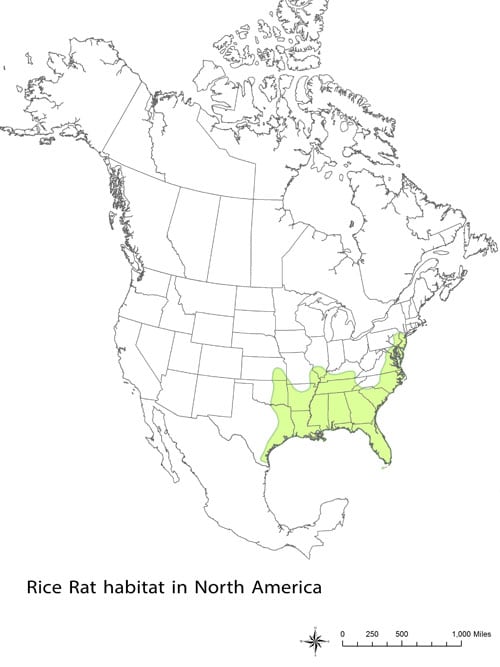 Rice Rat Habitat in North America