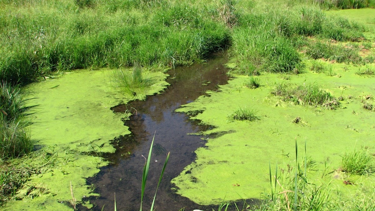 Clear water coming out of a grassy area cutting through water covered in bright green algae