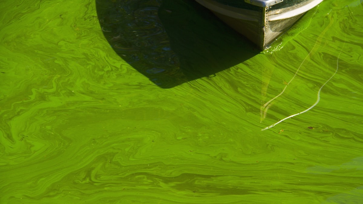 Tip of a metal boat in bright green, algae-covered water