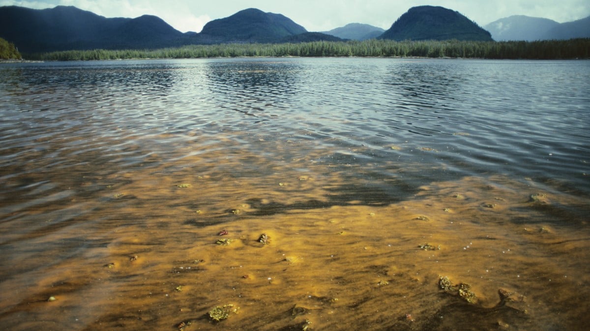 Water partially covered in rust-colored algae with mountains in the background