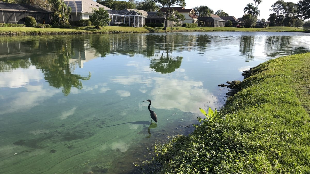 Heron standing in a pond covered in streaky algae. The pond is surrounded by grass and homes.