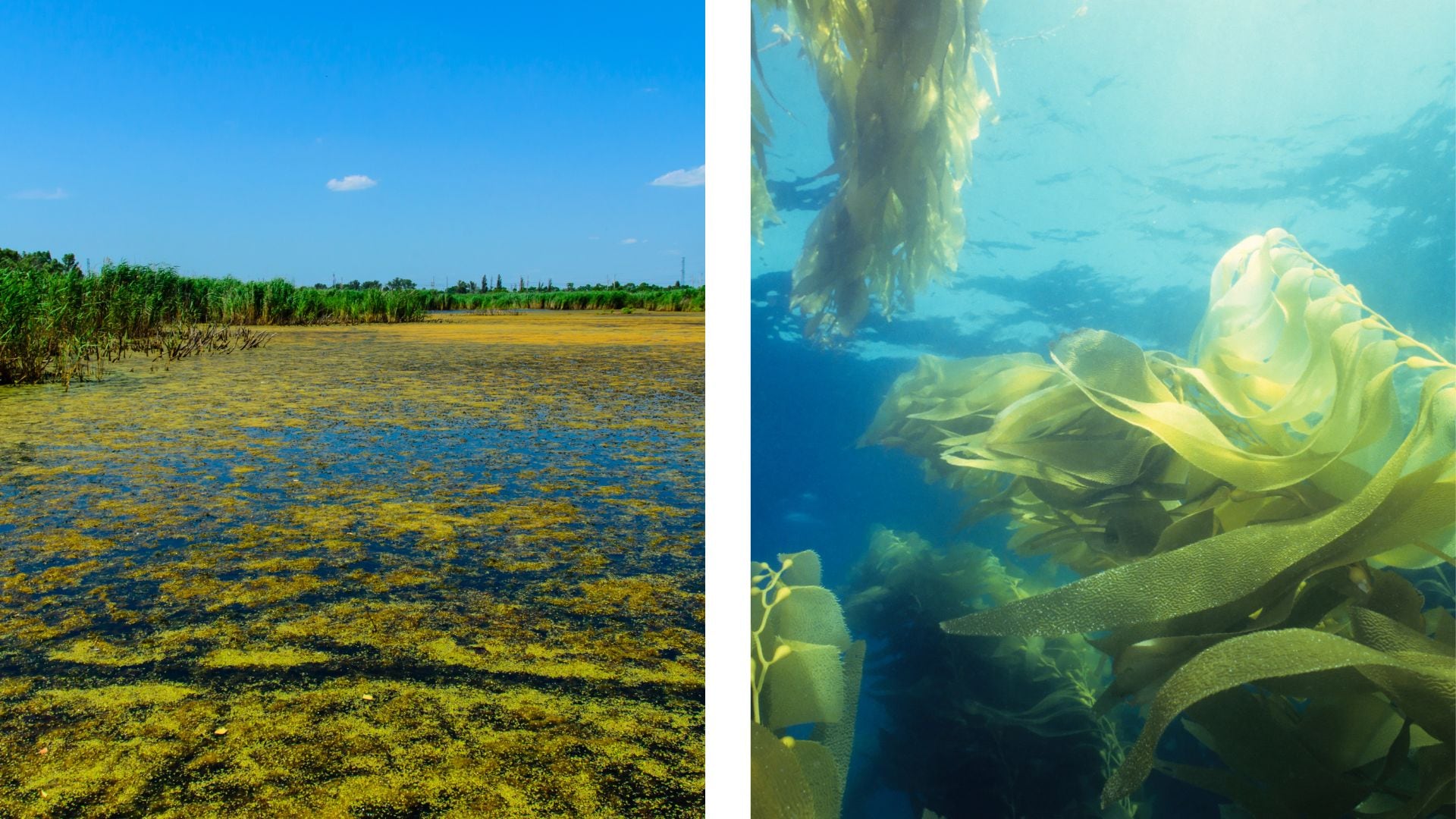 Side-by-side photos showing water covered in small algae on the left and an underwater view of large seaweed plants on the right