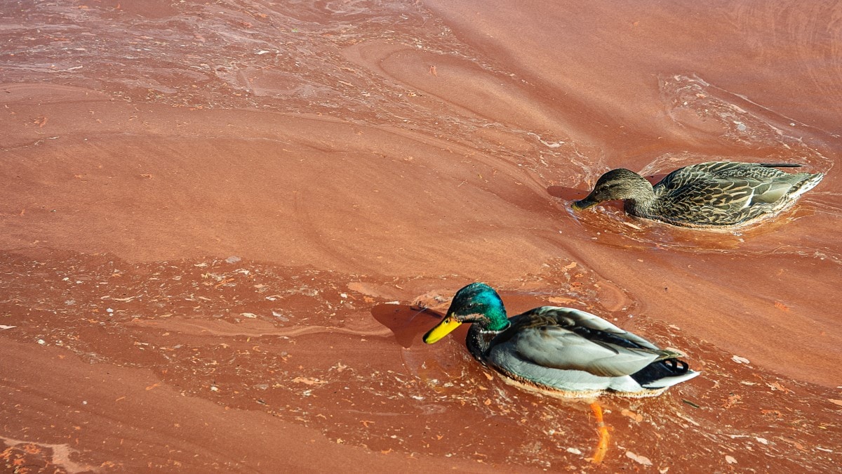 Two ducks swimming in red-orange, algae-covered water