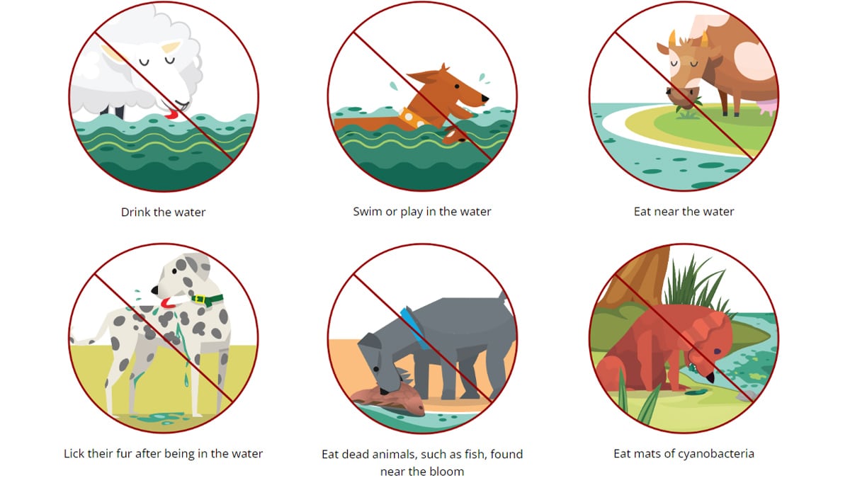 Pets and livestock activities to avoid.