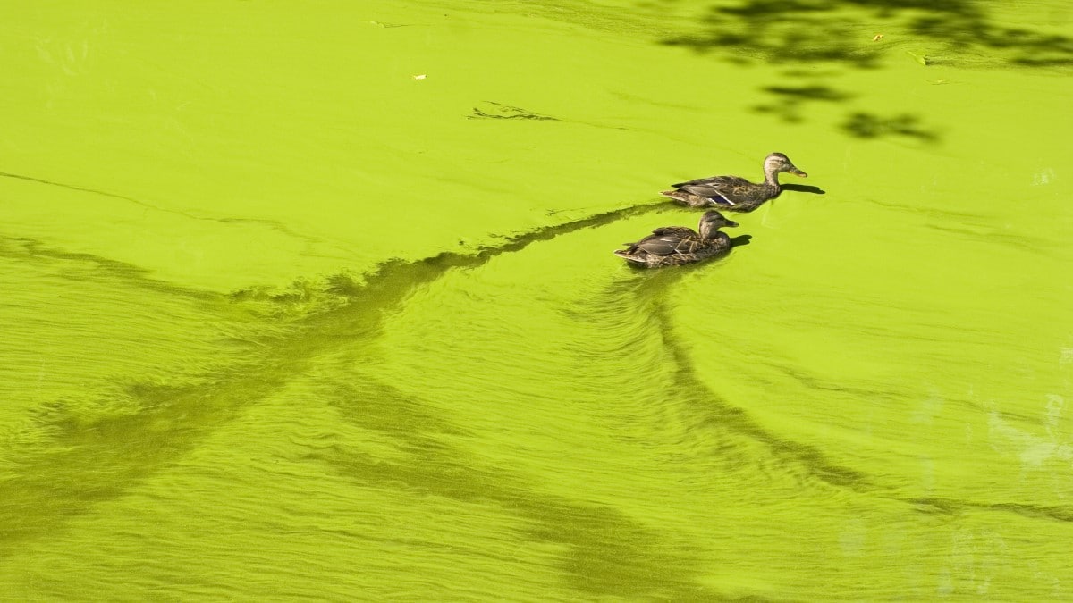 Two ducks swimming in water with trails behind them cutting through the bright green algae covering the water