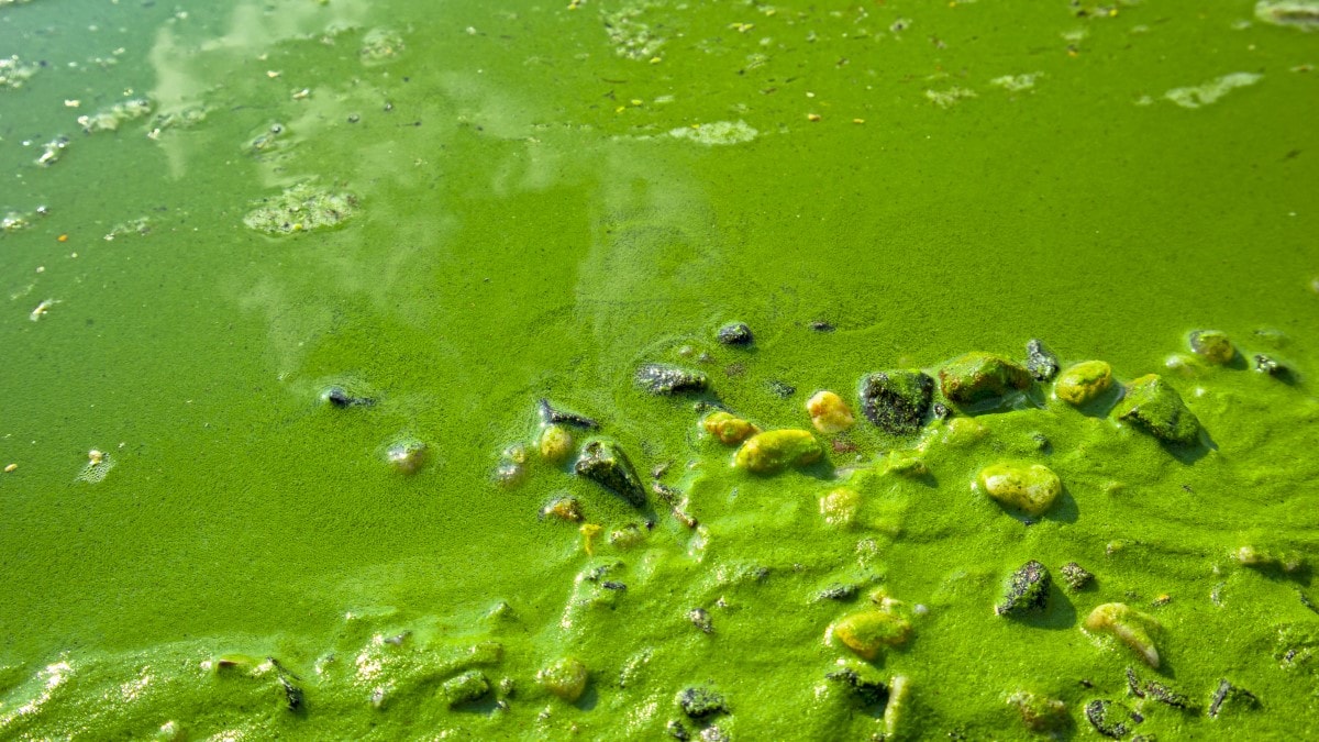 Water and rocks on the shore covered in scummy, bright green algae