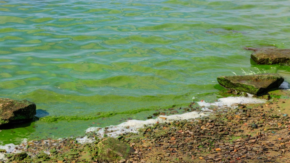 Green lake water washing up on a sandy shore. Rocks on the shore have scum on them.