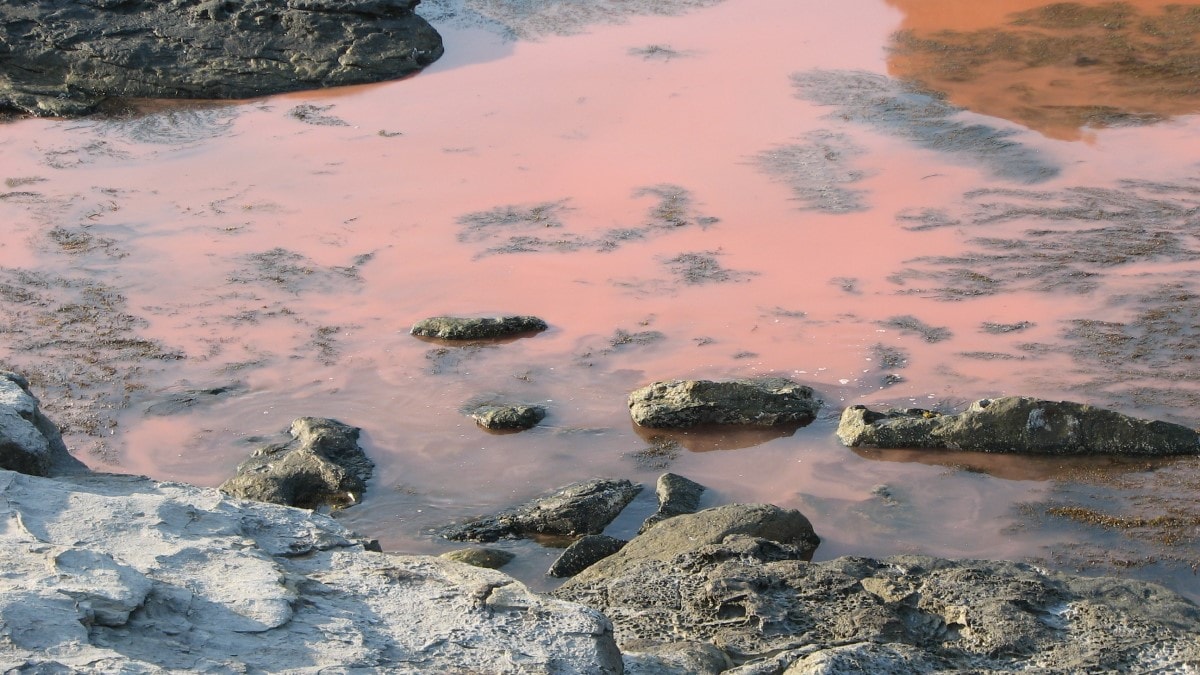 Orange-red water along a rocky shore