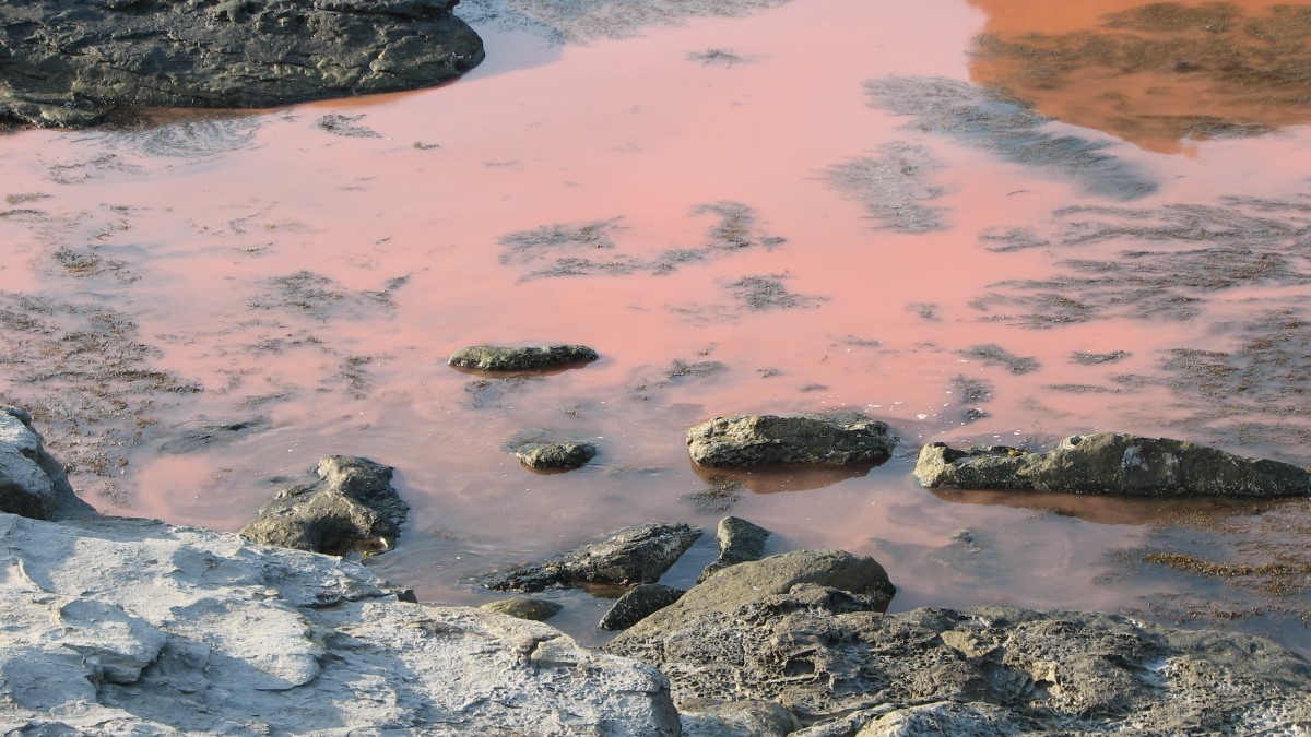 Orange-red water along a rocky shore