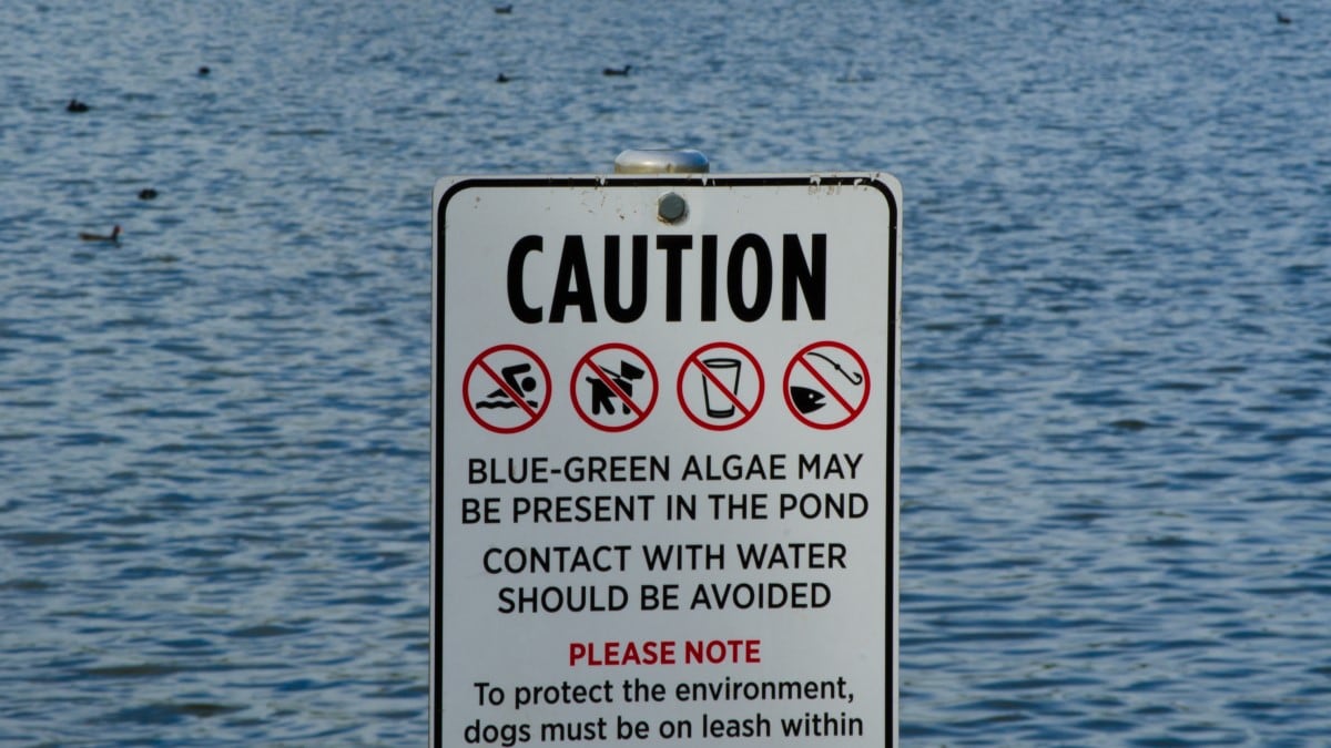 A sign in front of clear water. The sign says, "Caution blue-green algae may be present in the pond. Contact with the water should be avoided. Please note: To protect the environment, dogs must be on leash within..." Illustrations on the sign indicate you should not swim, drink, fish, or let dogs into the water.