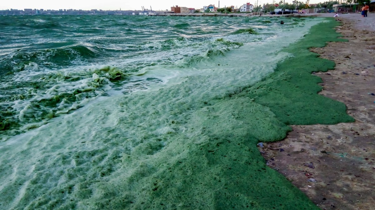 Green, foamy water washing up on a sandy shore.