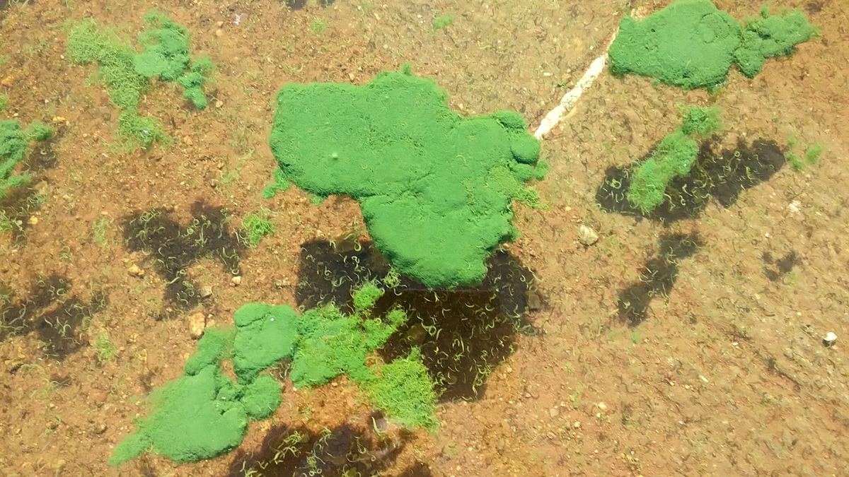 Globs of bright green algae in clear water