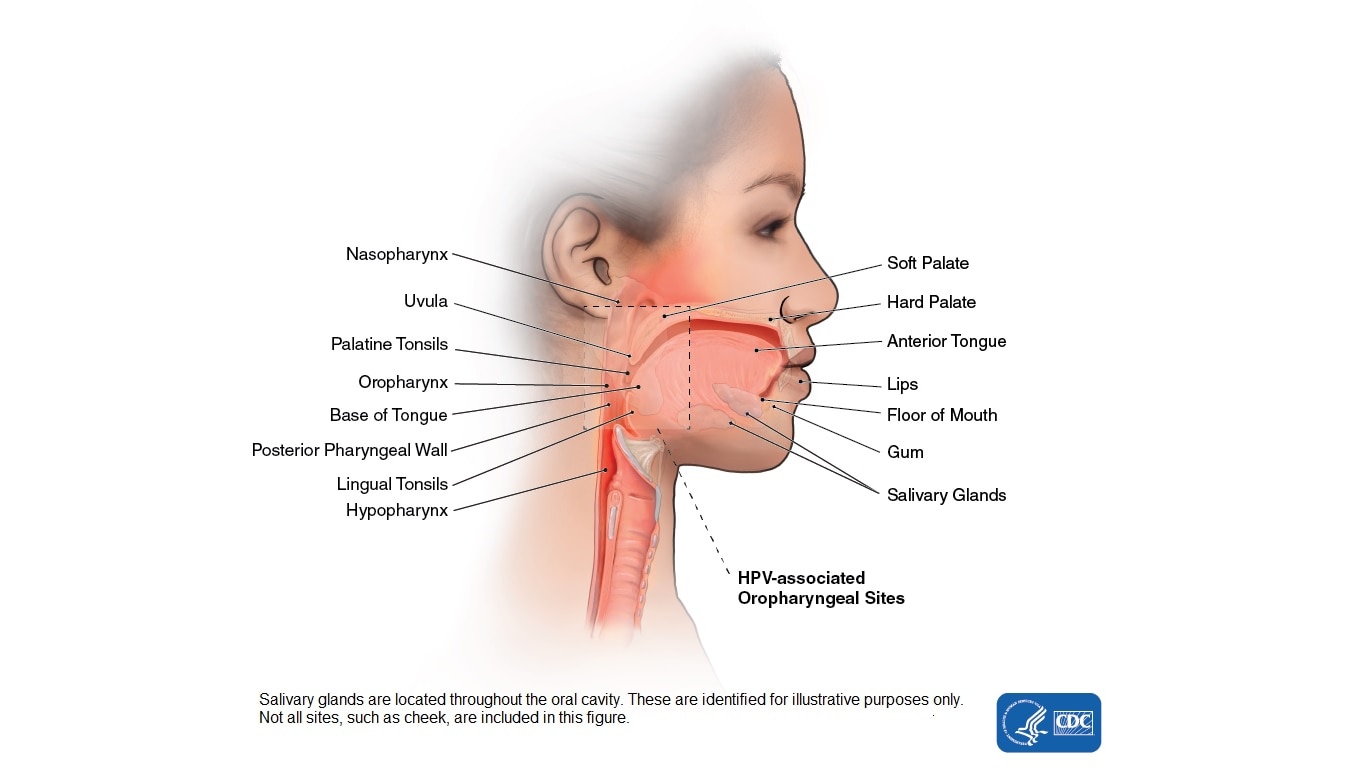 Diagram of the head and neck region
