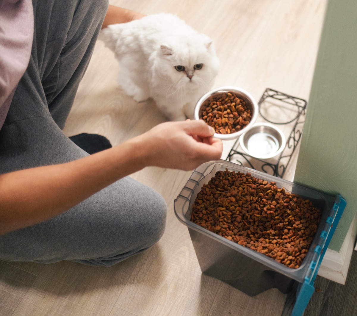 A pet owner measures out kibble for a white cat