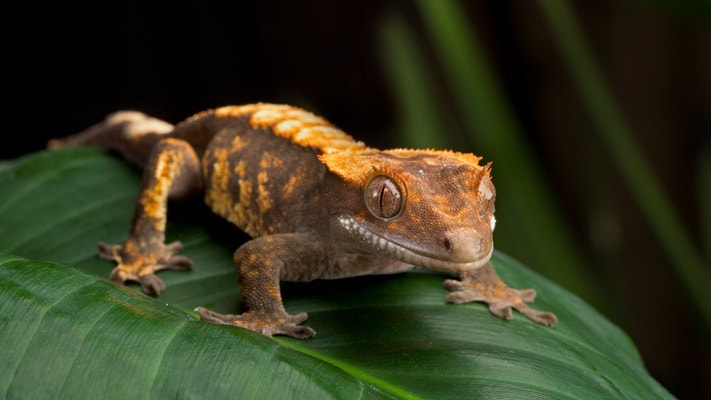A crested gecko