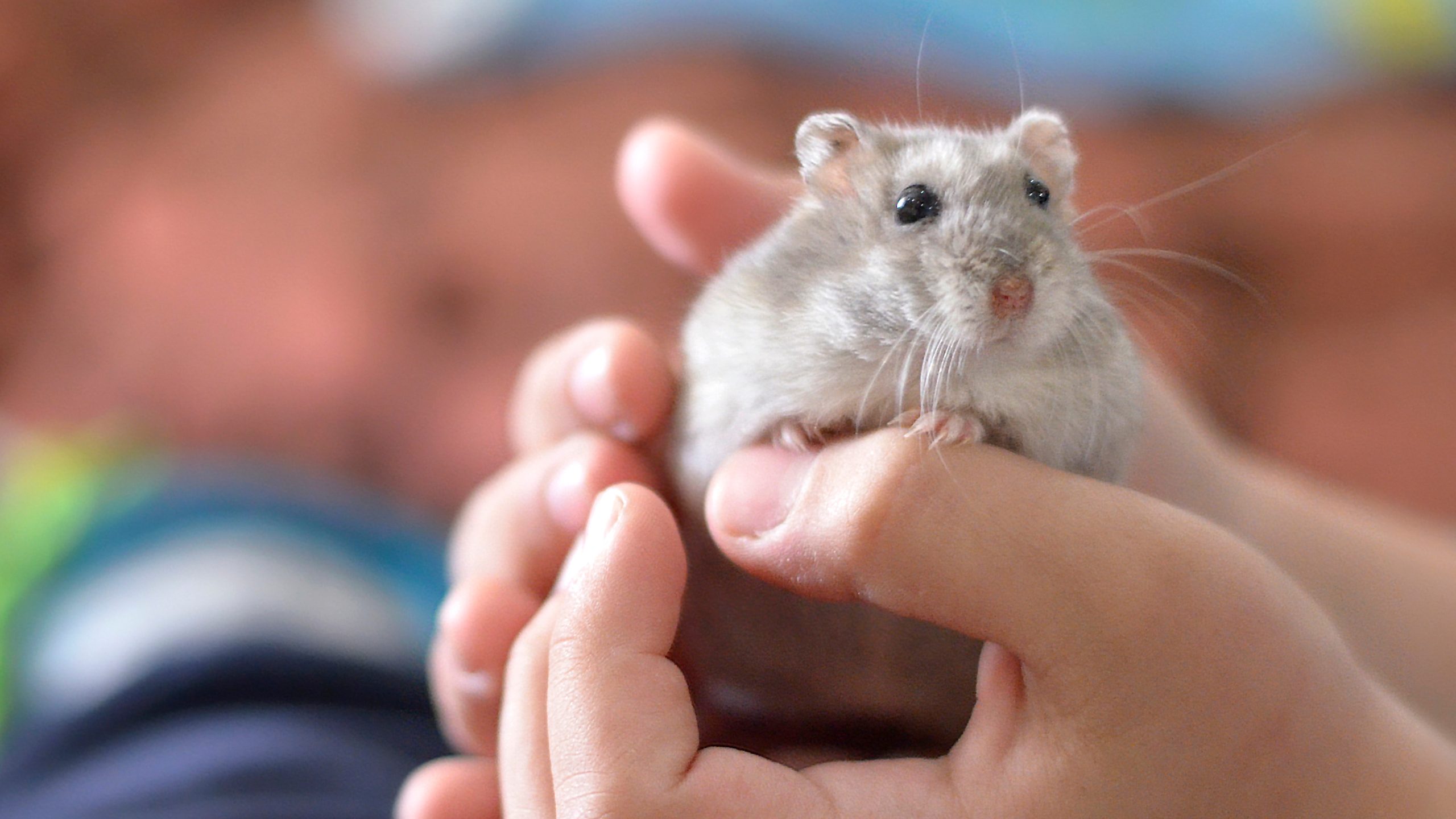 Small hands holding a hamster