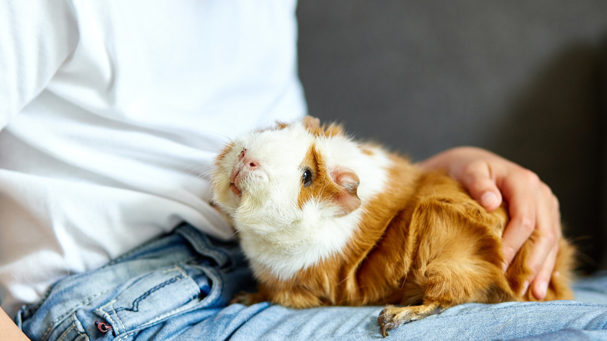 A guinea pig sits in a child's lap