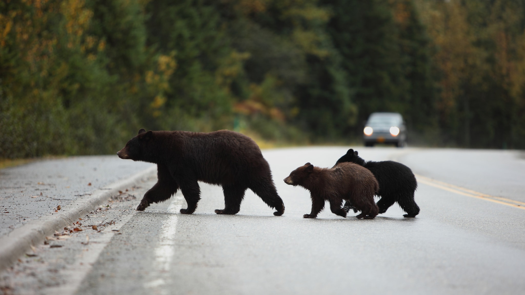 Mama bear and baby bears crossing a road