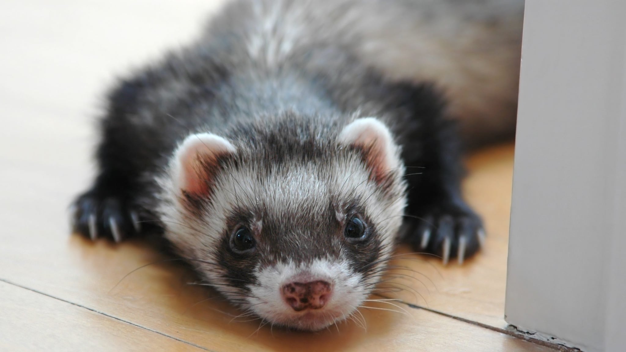 A ferret laying on a floor