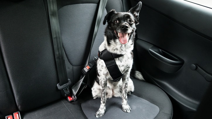 A dog buckled into a car