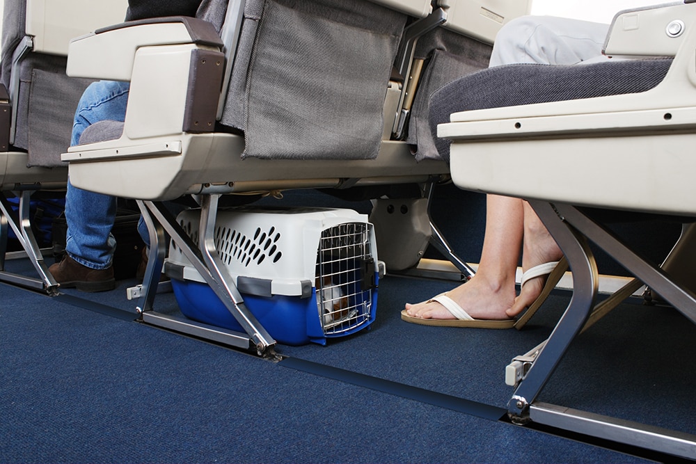 pet in a carrier under an airplane seat
