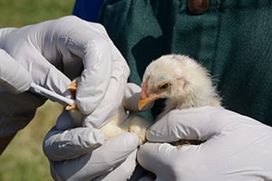 A veterinarian looks closely at chicks for signs of illness.