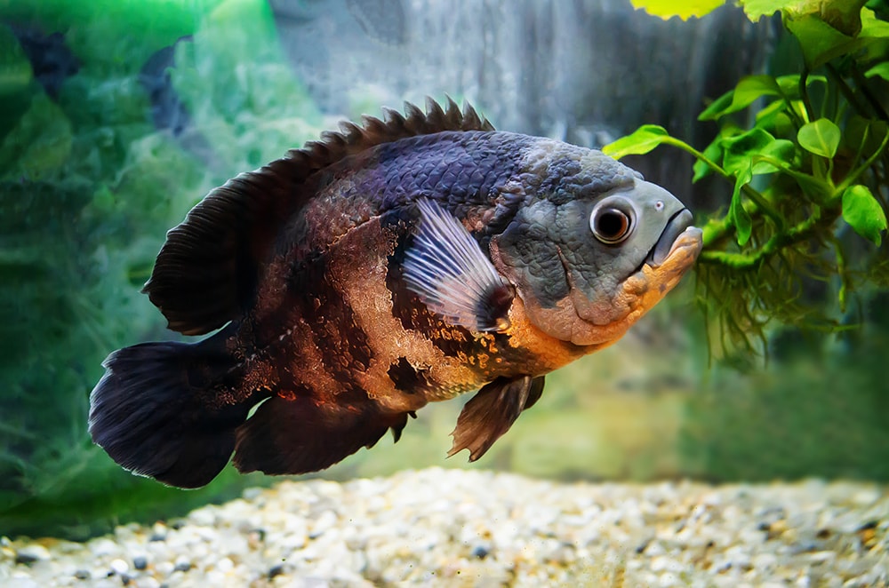 Oscar fish in an aquarium