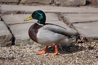 A duck standing on gravel.