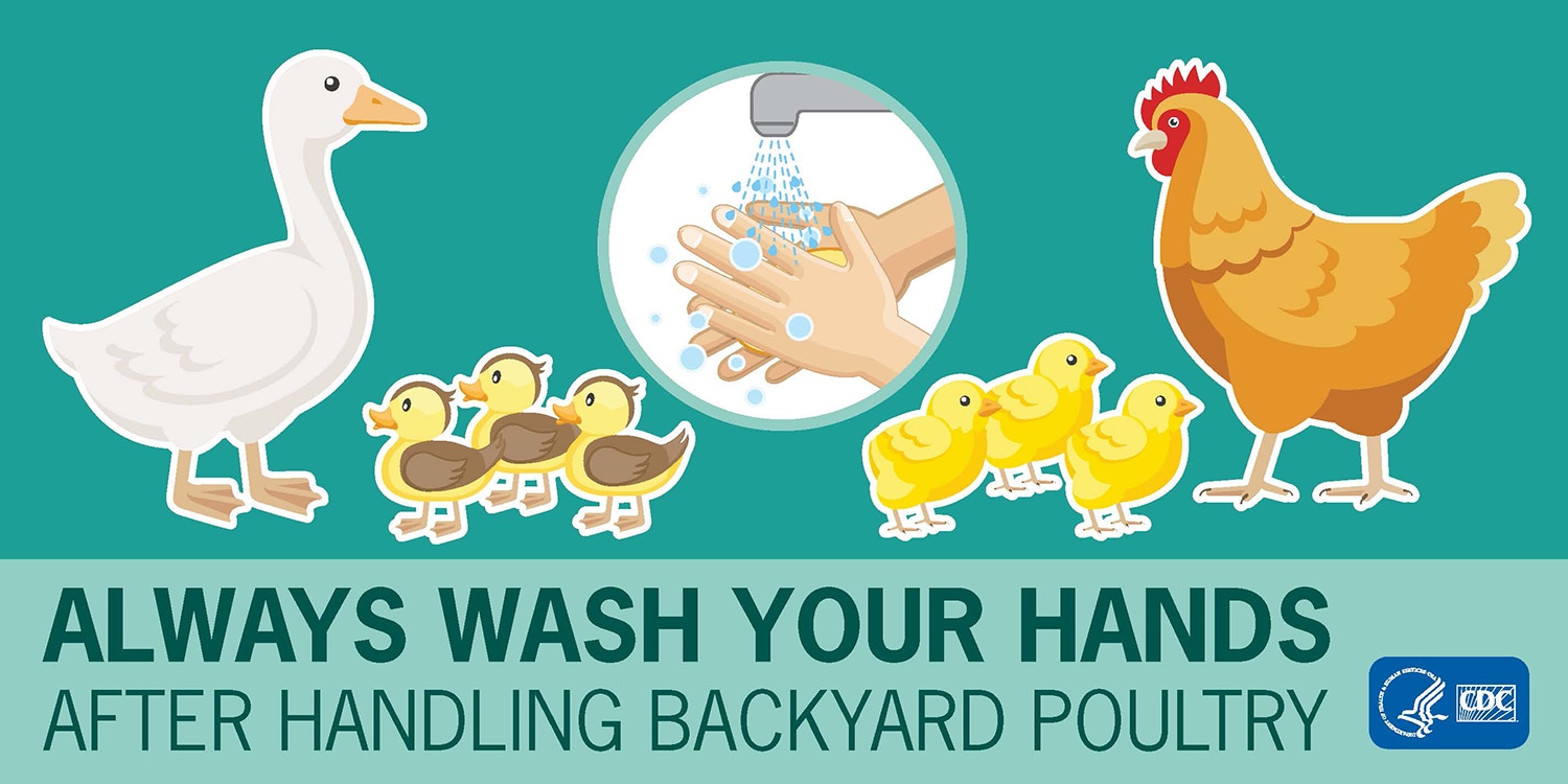 siempre lavese las manos despues de manipular aves vivas