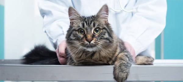A cat at a veterinarian clinic