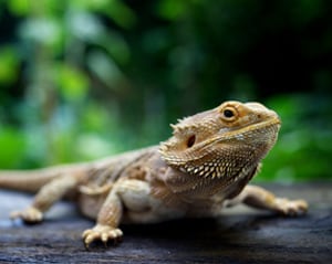 Reptiles and Amphibians | Healthy Pets, Healthy People | CDC
