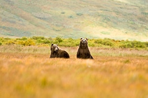 coastal brown grizzly bears in alaska