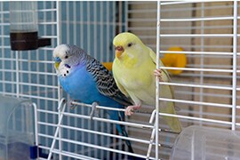 Two parrot sits at the exit of the cage.