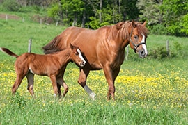 Horses in Spring Buttercup Field, Mare with Her Young Foal