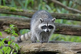 Raccoon on a branch