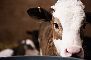 A calf in a barn. 