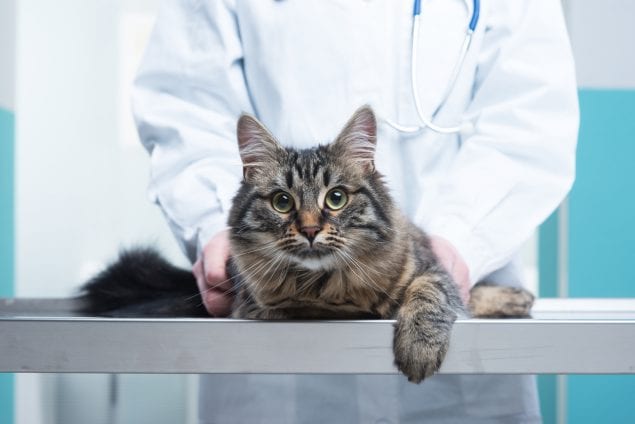cat facing camera on clinical table