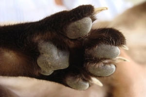 a cat's paw with long sharp nails